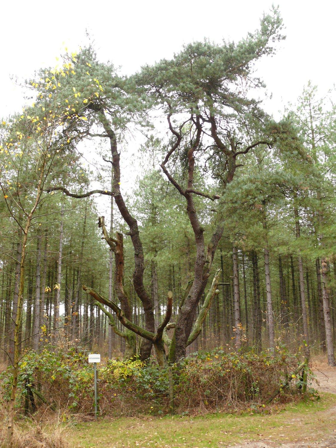 Achtzalighedenboom